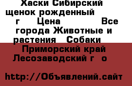 Хаски Сибирский (щенок рожденный 20.03.2017г.) › Цена ­ 25 000 - Все города Животные и растения » Собаки   . Приморский край,Лесозаводский г. о. 
